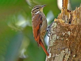  - Slender-billed Xenops