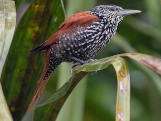  - Point-tailed Palmcreeper