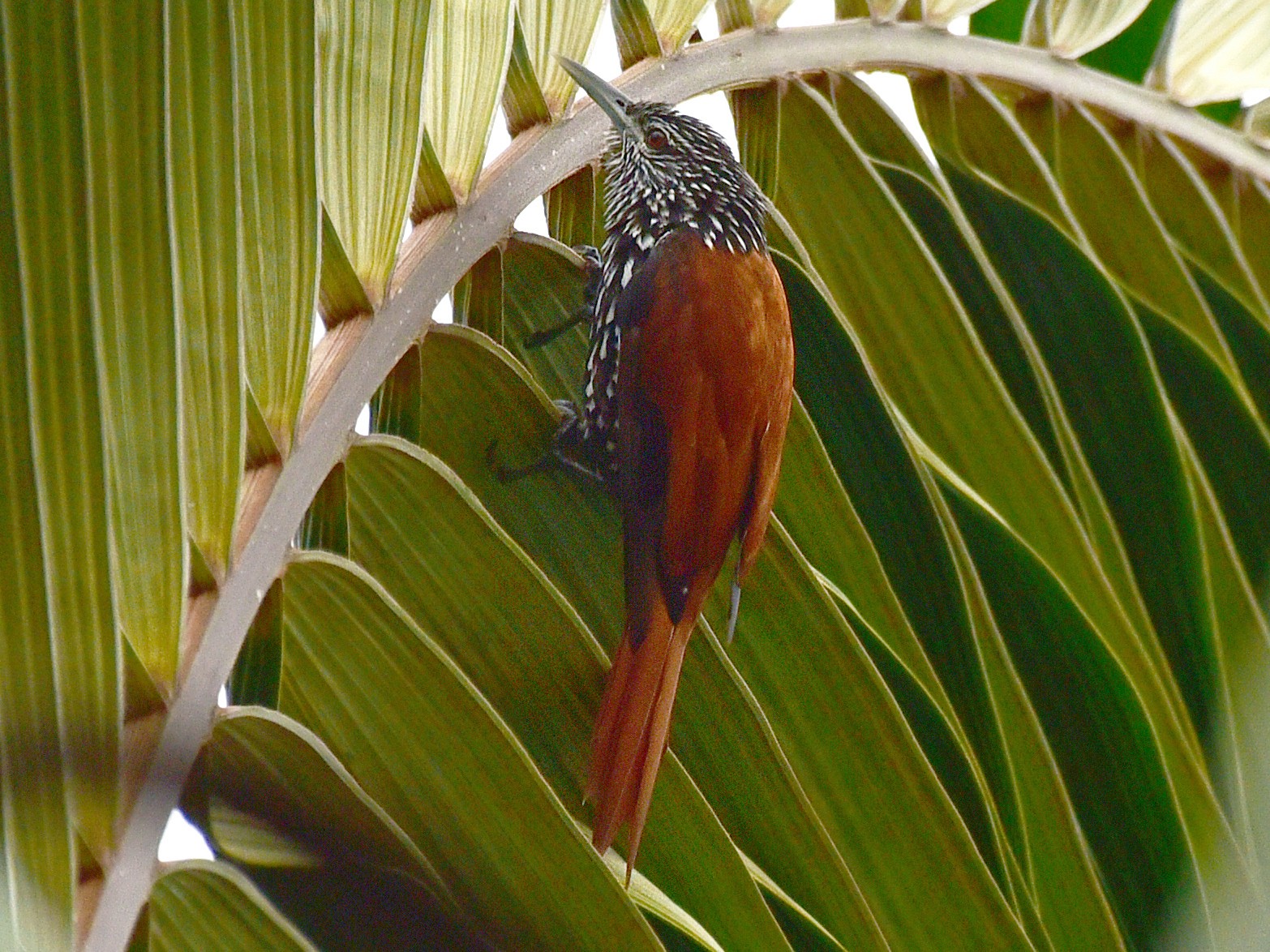 Point-tailed Palmcreeper - Luiz Moschini