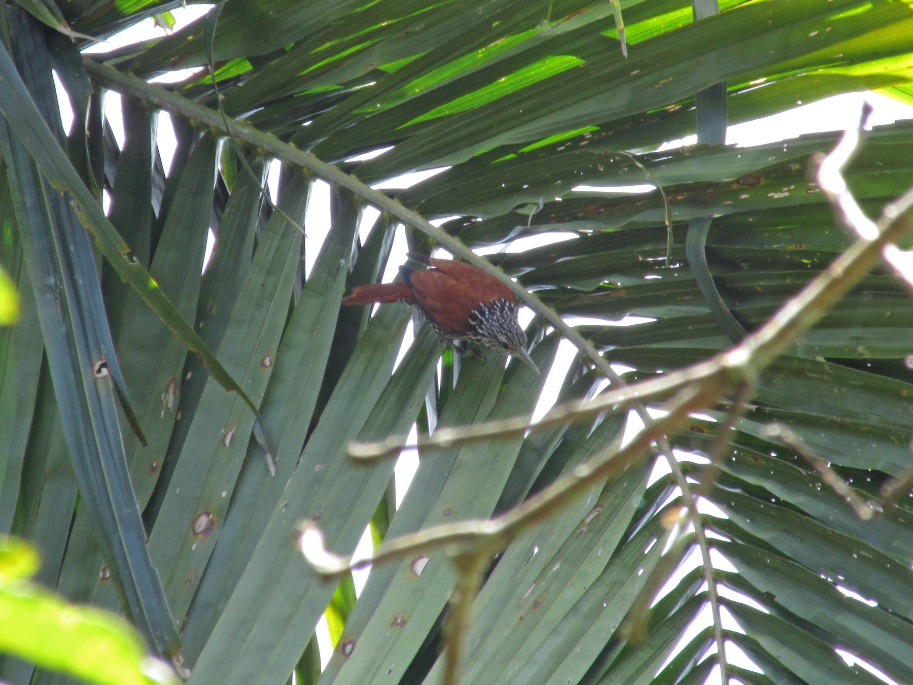 Point-tailed Palmcreeper - Mauricio Cuéllar Ramírez