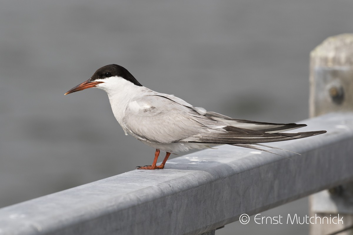 Common Tern - ML173335841