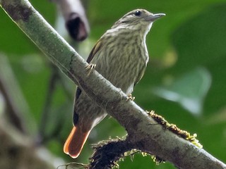  - Rufous-tailed Xenops