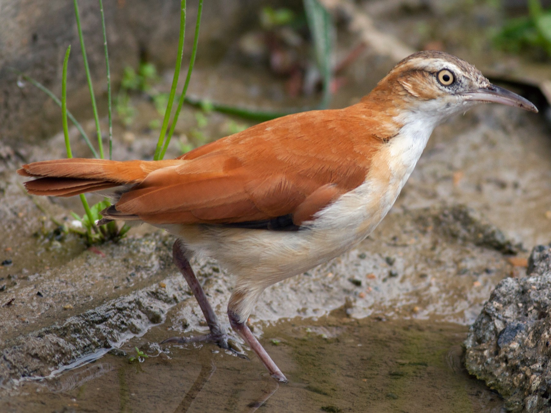 Pale-legged Hornero - eBird