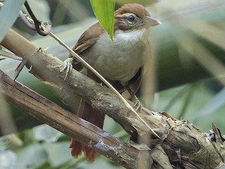  - Dusky-cheeked Foliage-gleaner