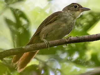  - Olive-backed Foliage-gleaner (Olive-capped)