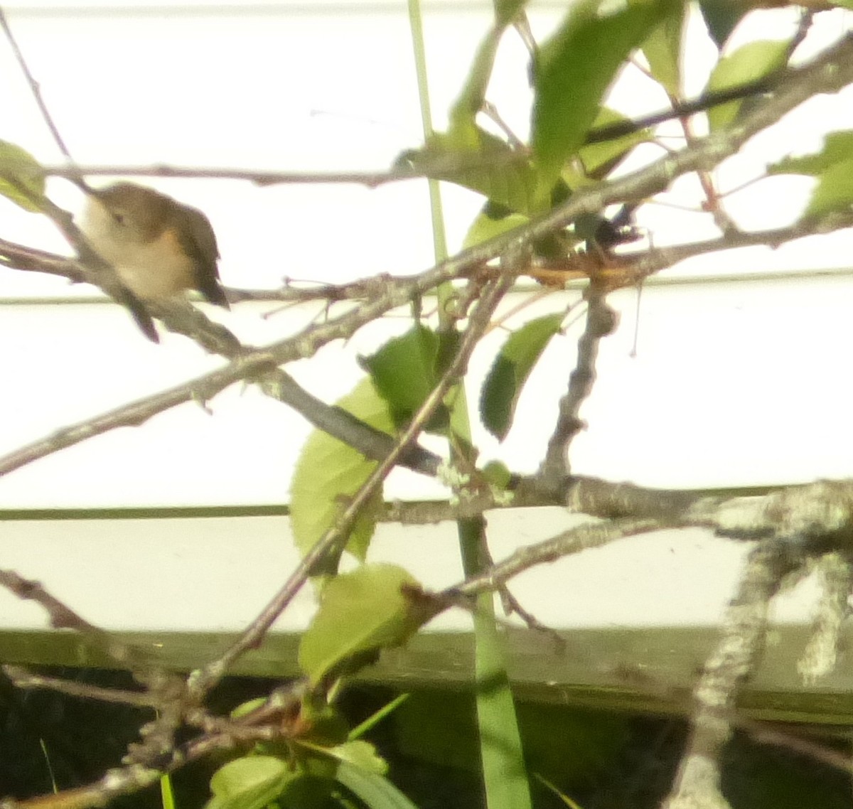 hummingbird sp. - ML173343091
