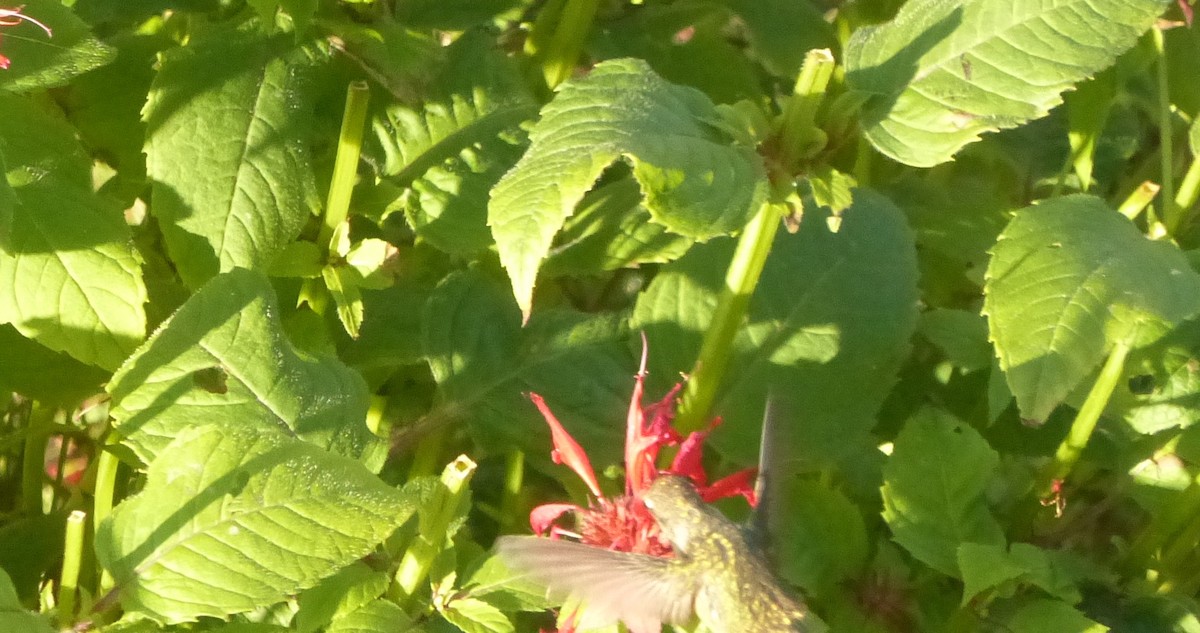 hummingbird sp. - ML173343101