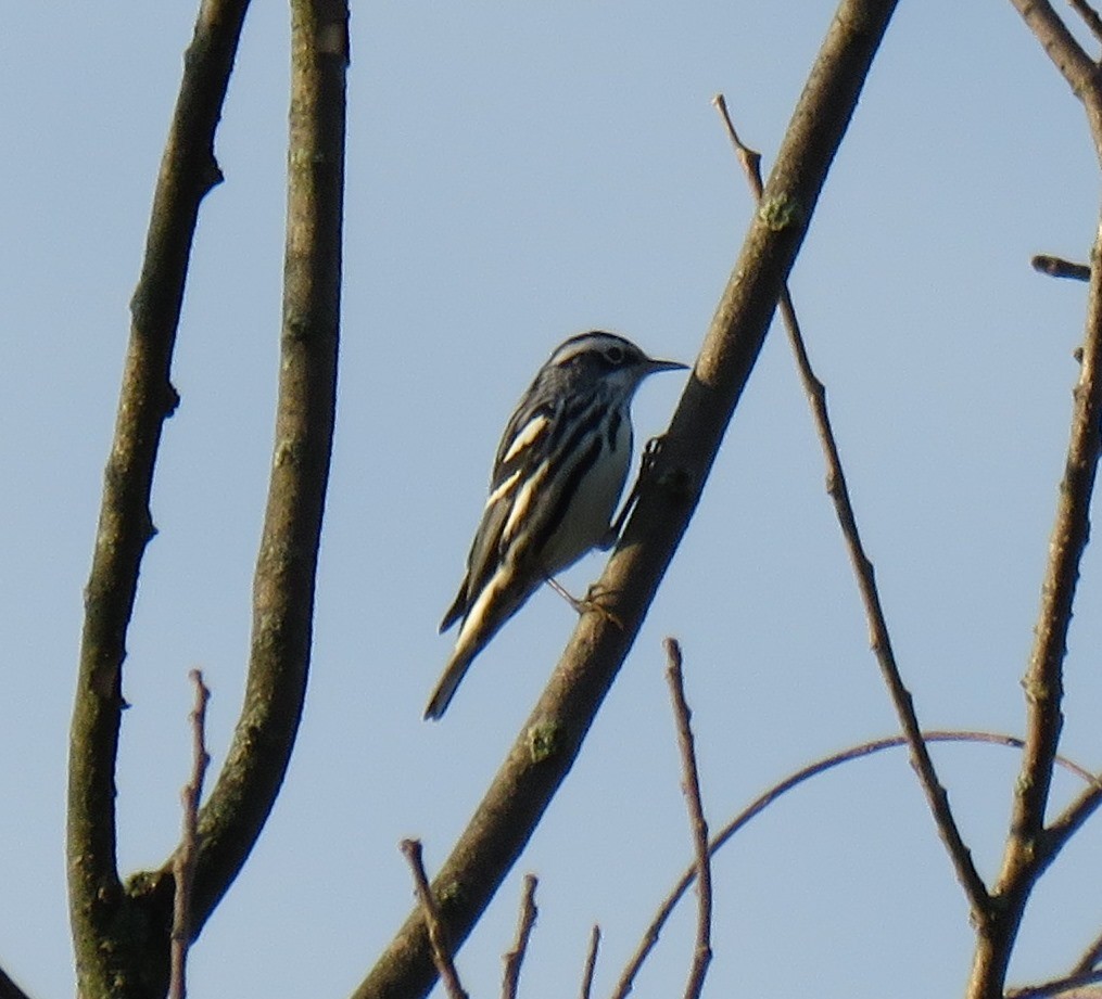 Black-and-white Warbler - ML173343361