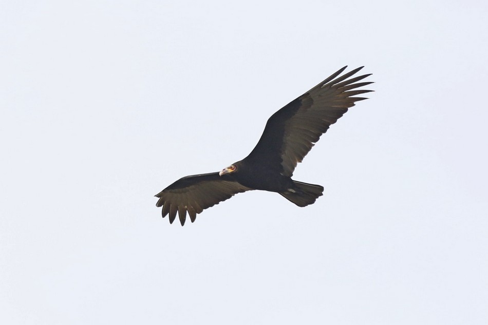 Lesser Yellow-headed Vulture - Jorge Claudio Schlemmer