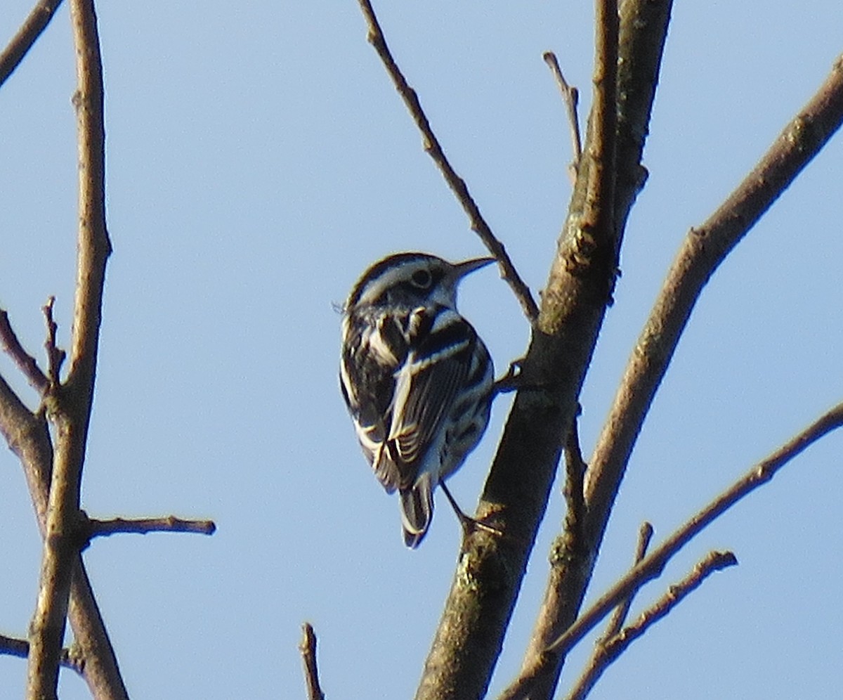 Black-and-white Warbler - ML173343591