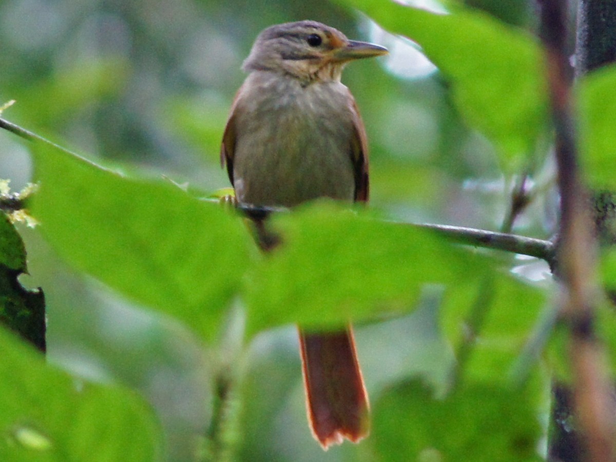 Chestnut-winged Foliage-gleaner - Dendroma erythroptera - Birds of the ...