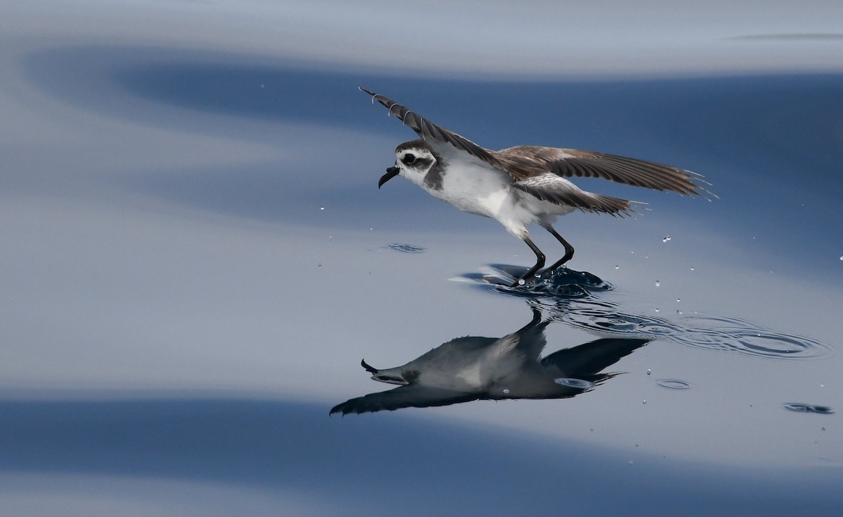 White-faced Storm-Petrel - ML173344711