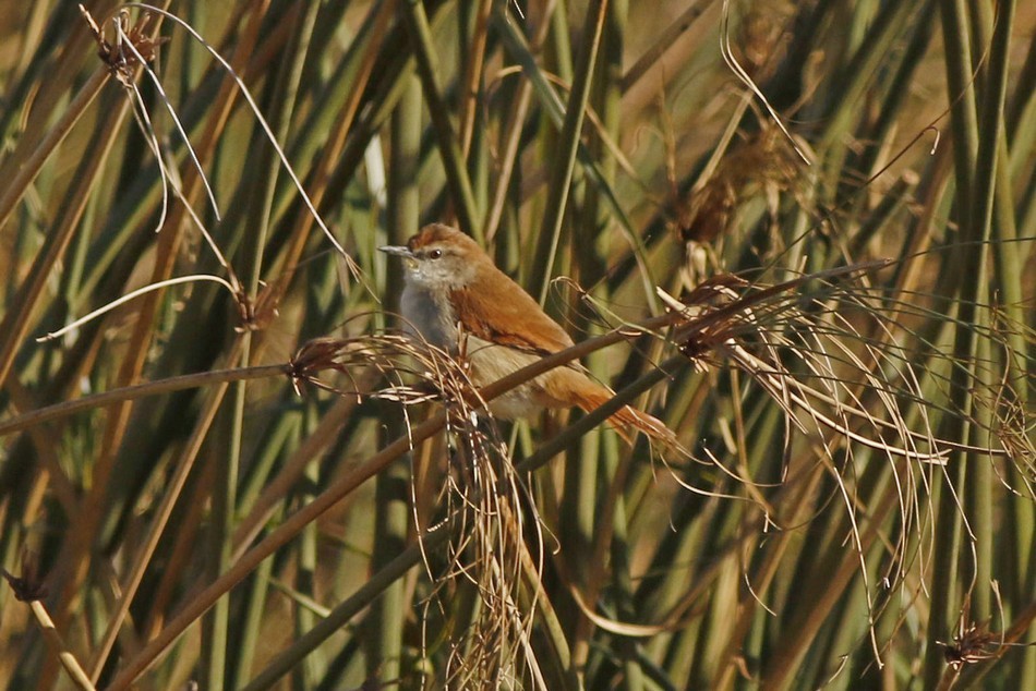Yellow-chinned Spinetail - Jorge Claudio Schlemmer