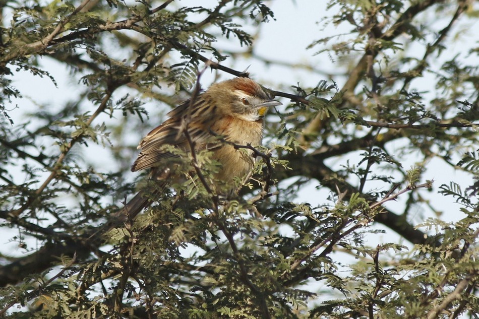 Chotoy Spinetail - ML173346561