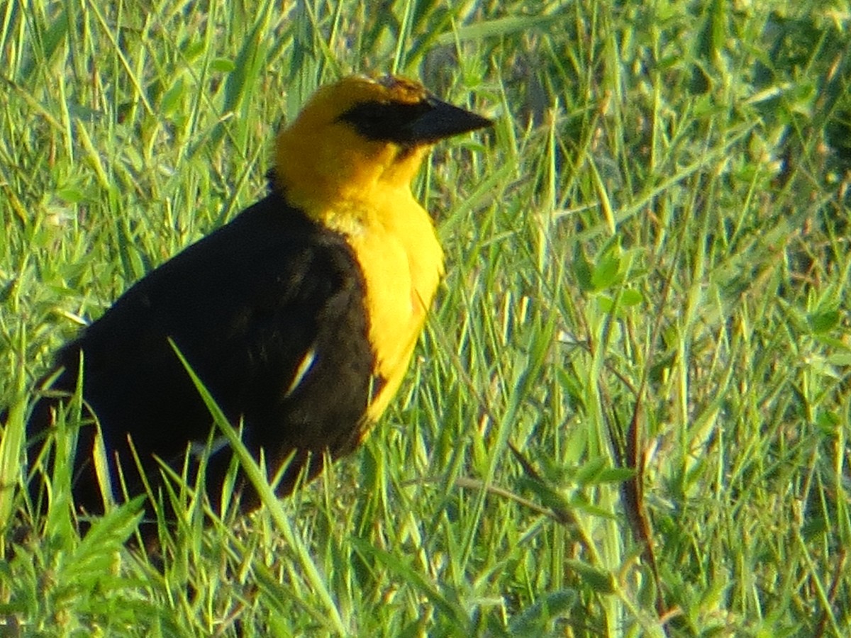 Yellow-headed Blackbird - Brian Rollfinke