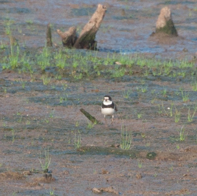 Semipalmated Plover - ML173348131