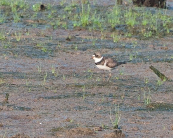 Semipalmated Plover - ML173348211