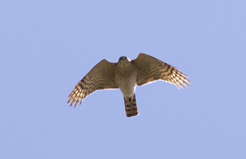 Eurasian Sparrowhawk - ML173349071