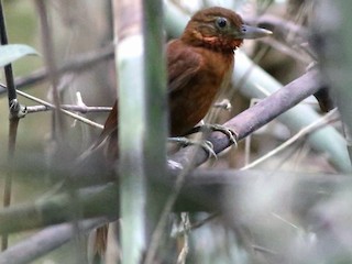  - Peruvian Recurvebill