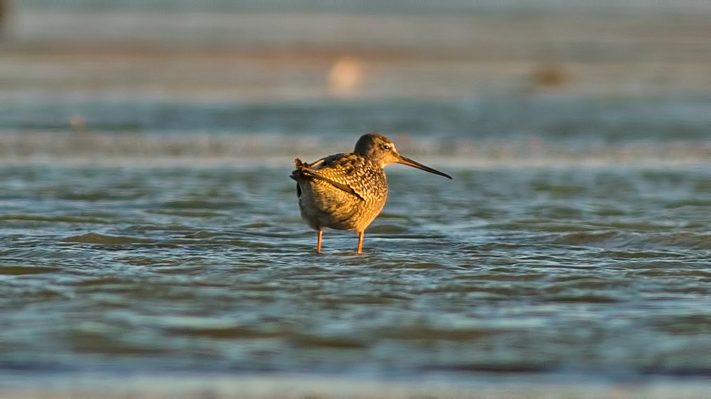 Spotted Redshank - ML173352321