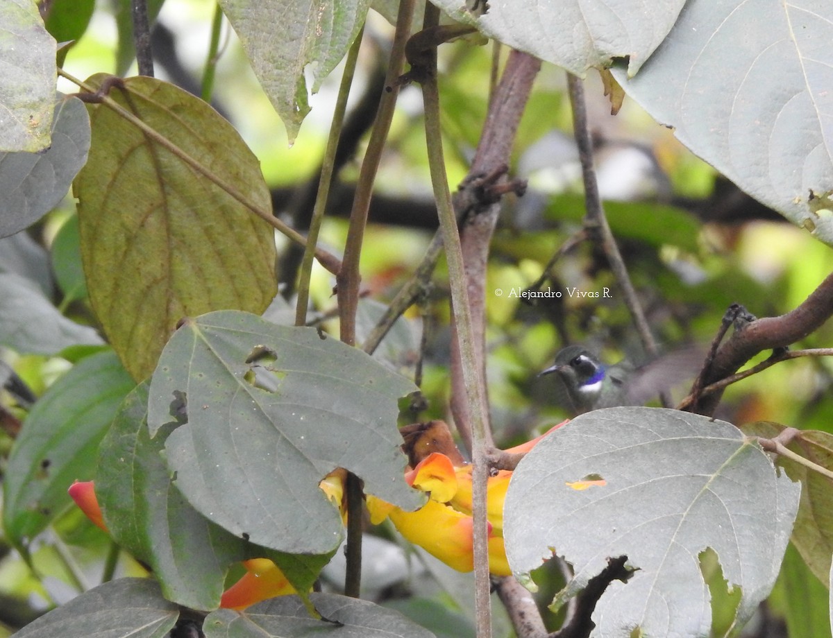 kolibřík klínozobý - ML173352871