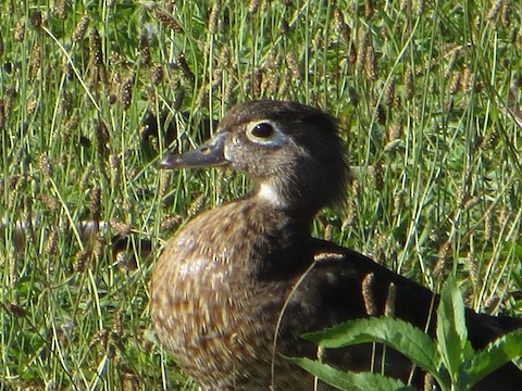 Wood Duck - Brian Rollfinke