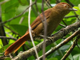  - Chestnut-crowned Foliage-gleaner