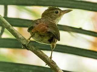  - Olive-backed Foliage-gleaner (Olive-capped)