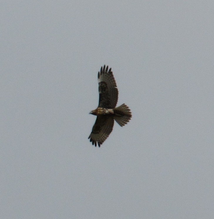 Red-tailed Hawk - ML173356581