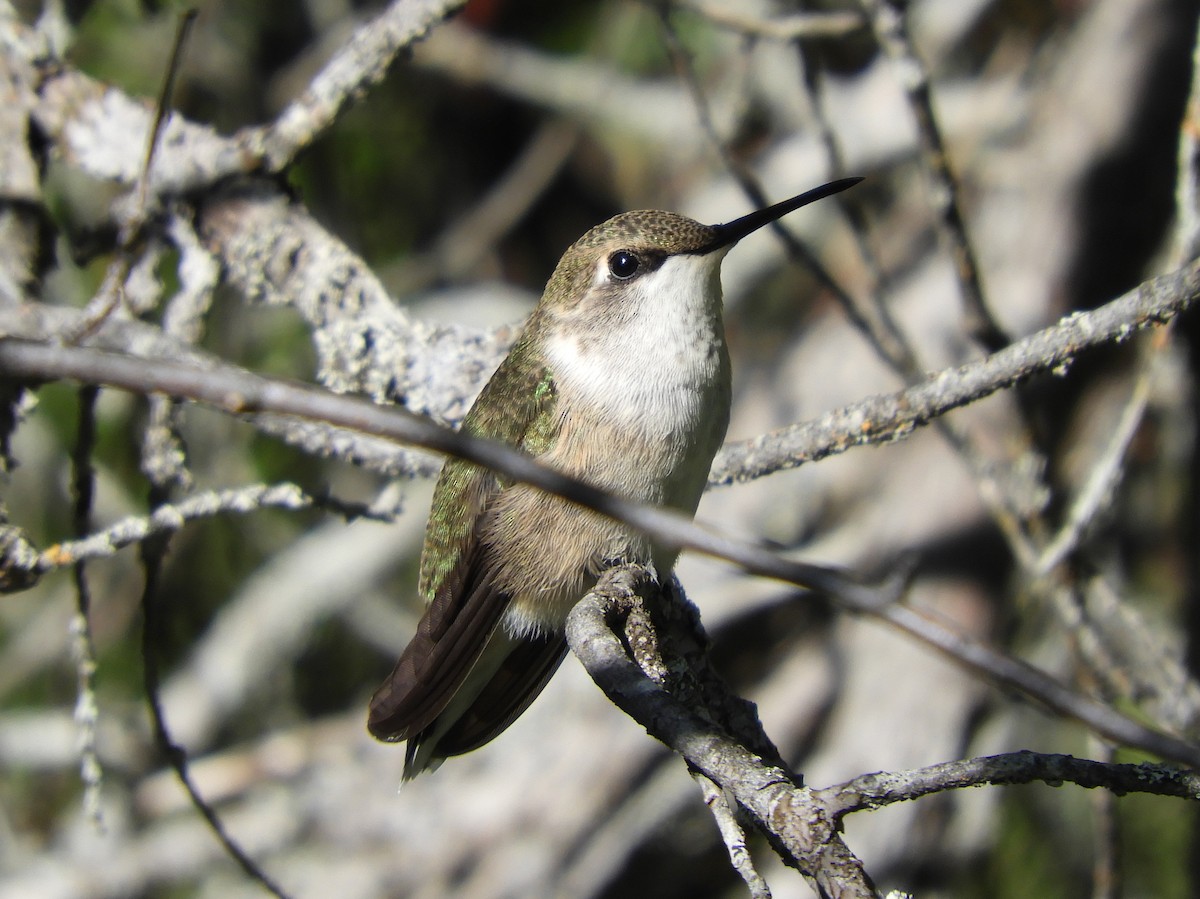 Black-chinned Hummingbird - ML173357091