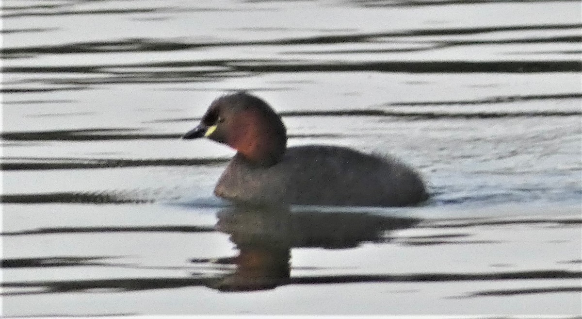 Little Grebe - Alan Younger