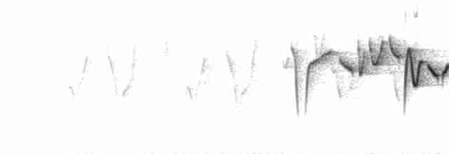 Тимелія-куцохвіст велика (підвид albiventer/pallidior) - ML173357681