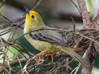  - Orange-fronted Plushcrown