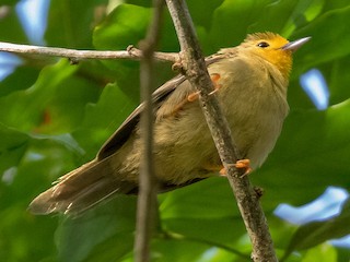  - Orange-fronted Plushcrown