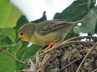  - Orange-fronted Plushcrown