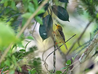  - Orange-fronted Plushcrown