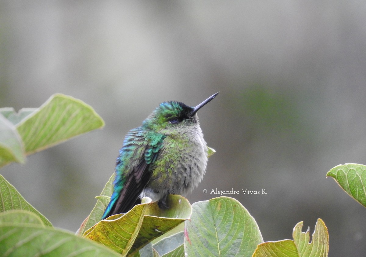 Long-tailed Sylph - ML173358951