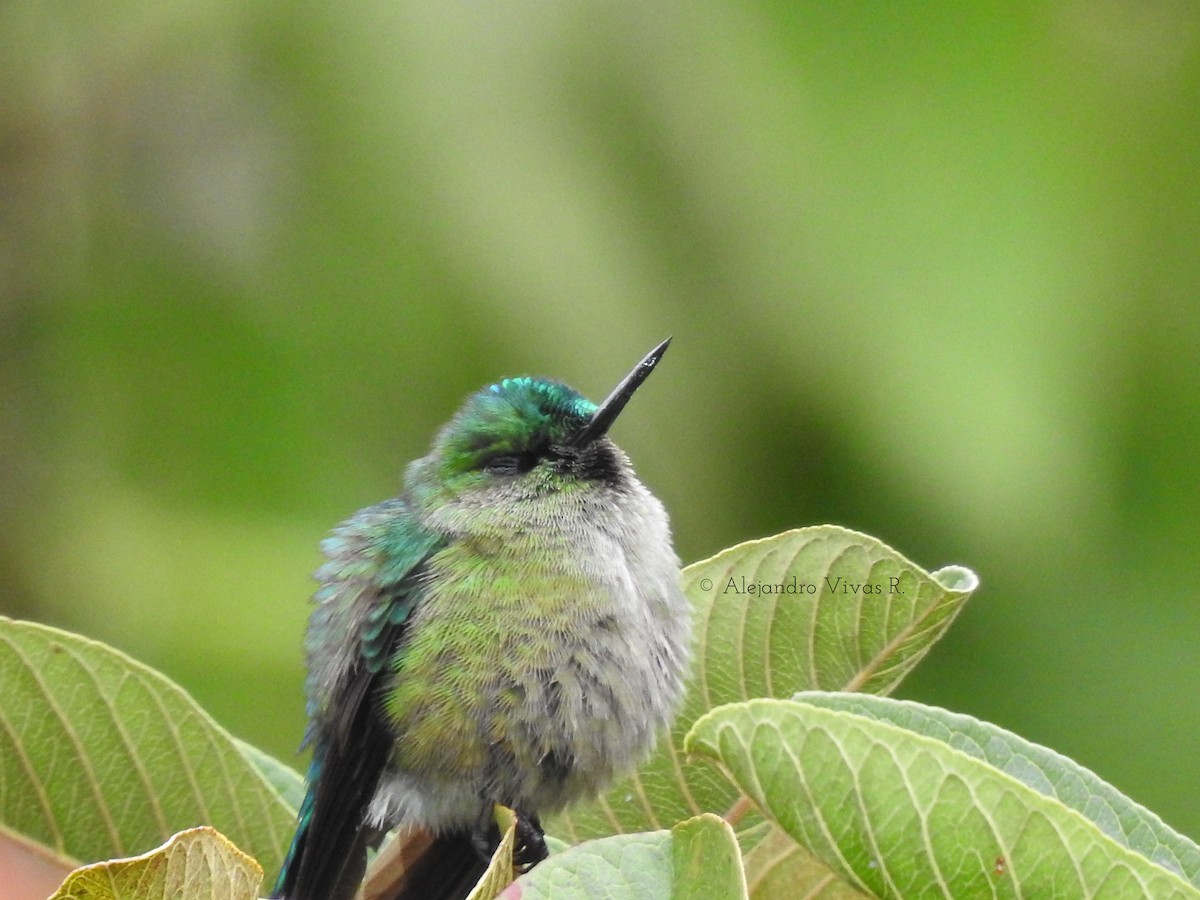 Long-tailed Sylph - ML173359021