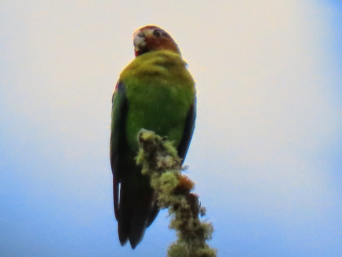 Rusty-faced Parrot - ML173362061