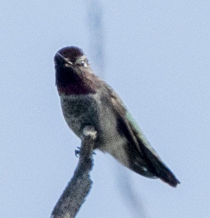 Anna's Hummingbird - ML173363091
