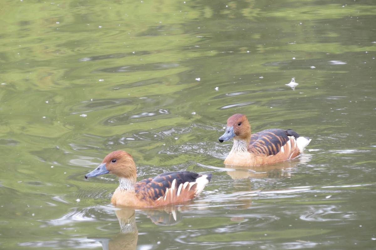 Fulvous Whistling-Duck - ML173364641