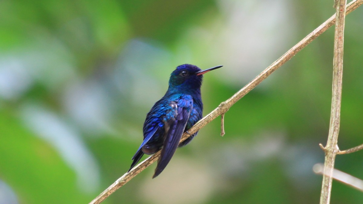 Blue-headed Hummingbird - ML173365191