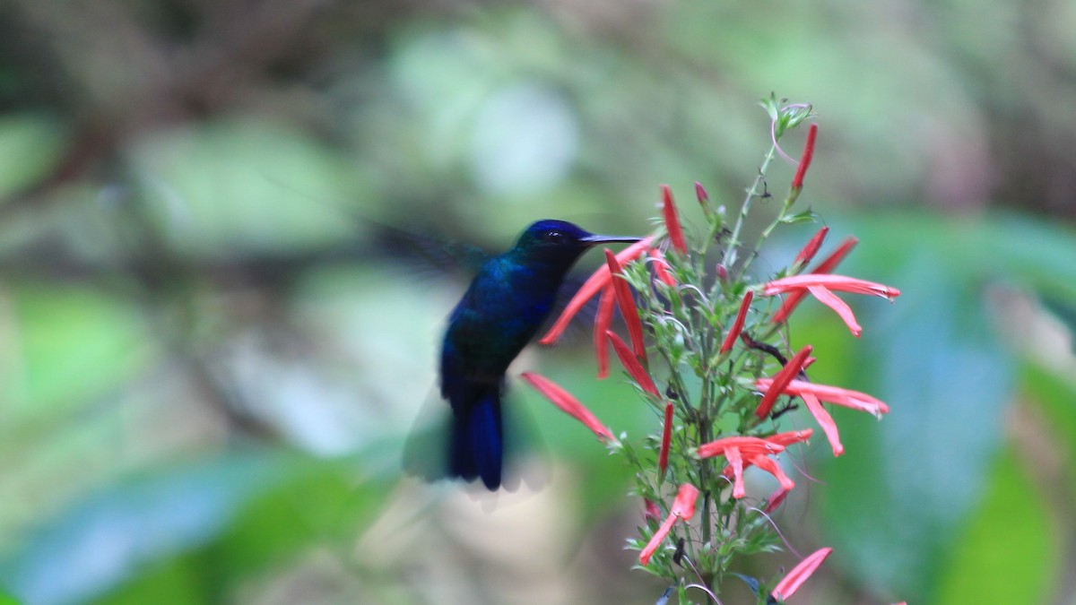 Blue-headed Hummingbird - ML173365221