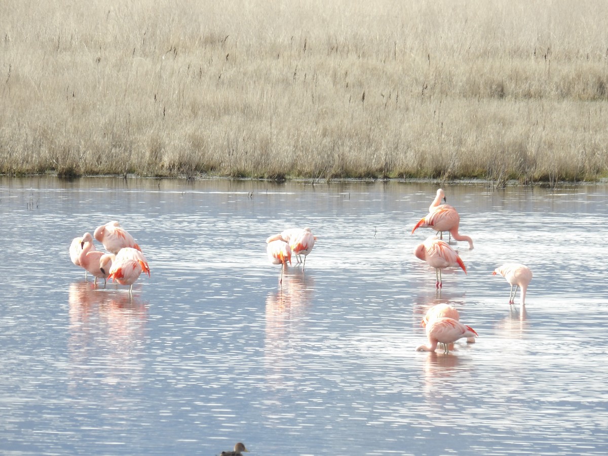 Chilean Flamingo - ML173375721