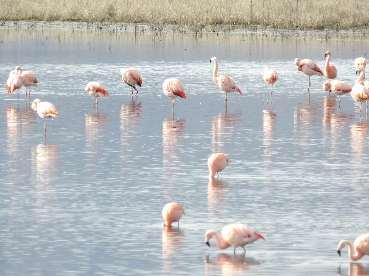Şili Flamingosu - ML173375761