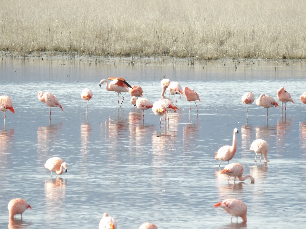 Chilean Flamingo - ML173375881