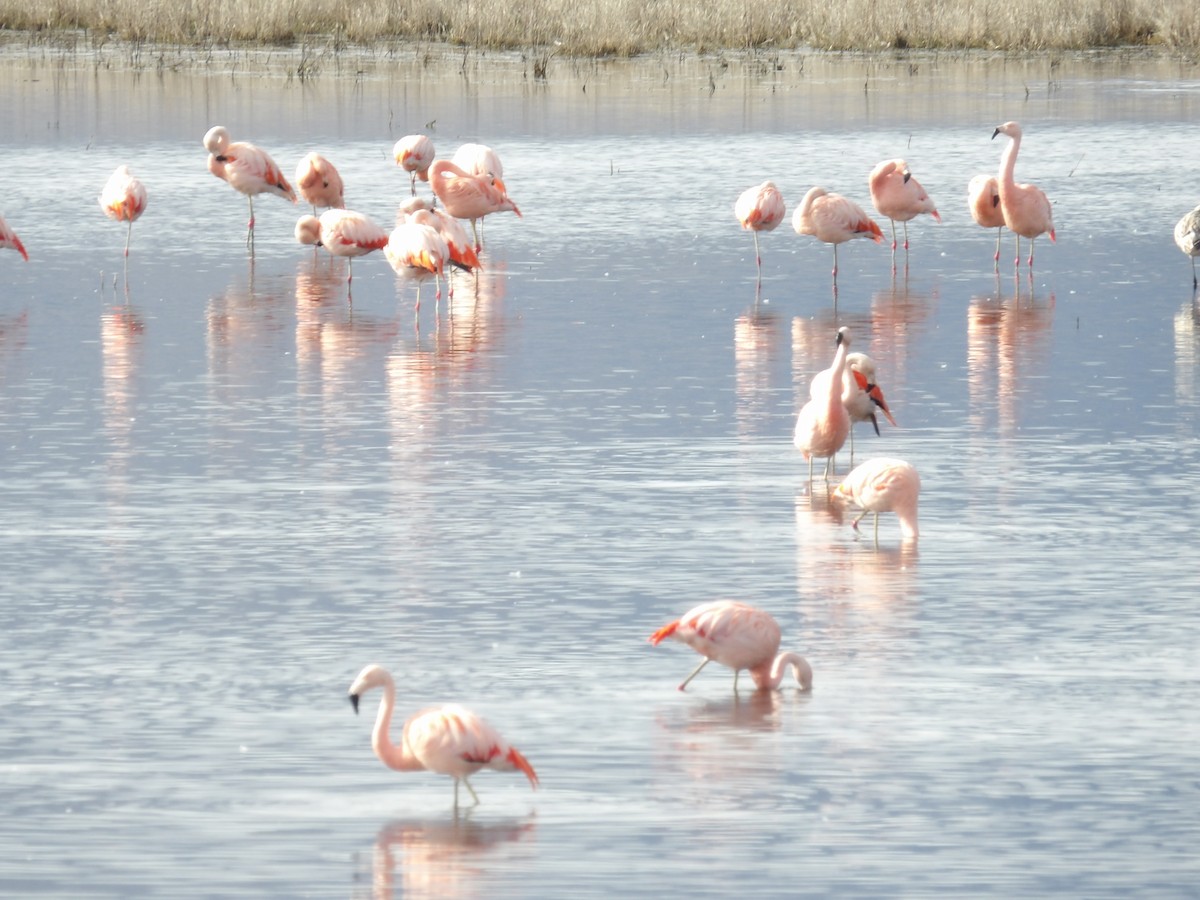 Chilean Flamingo - ML173375931