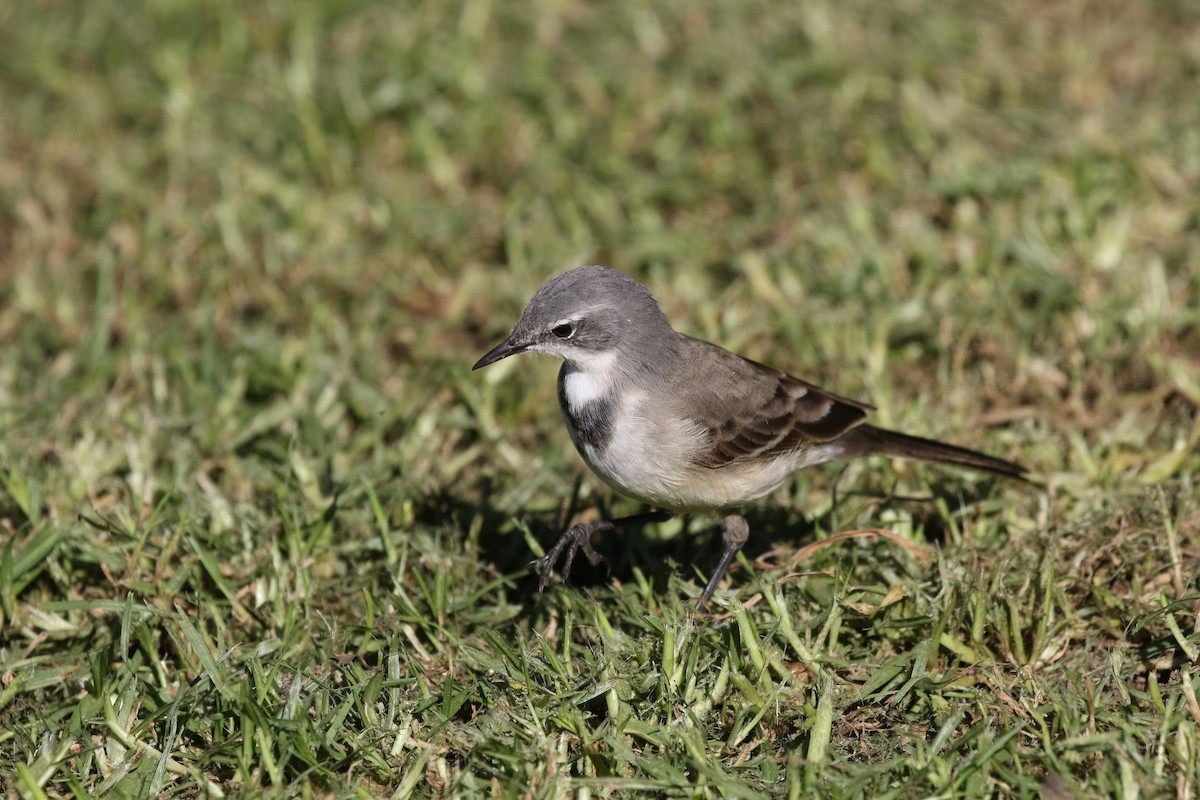 Cape Wagtail - Scott Sneed