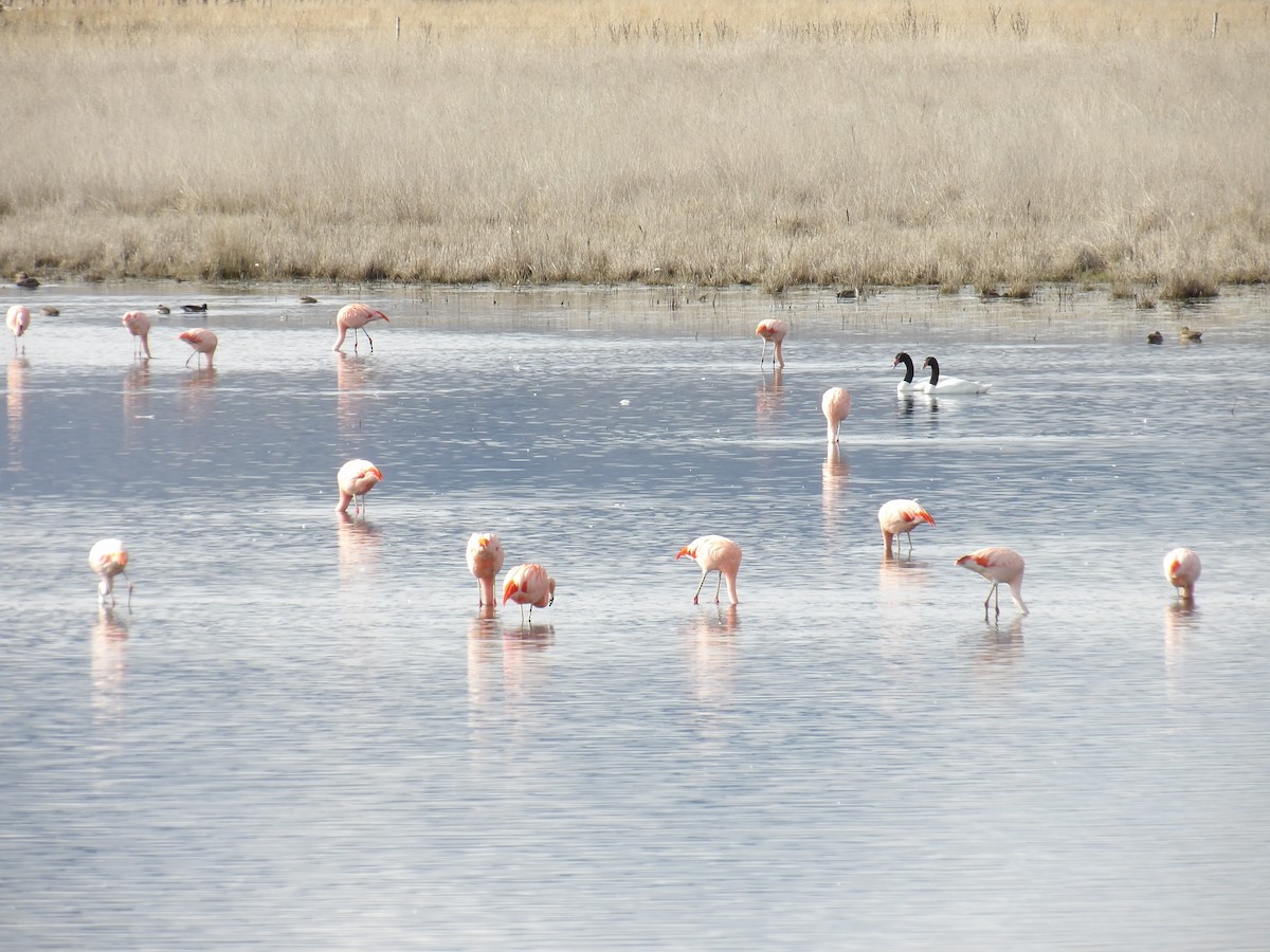 Chilean Flamingo - ML173376301