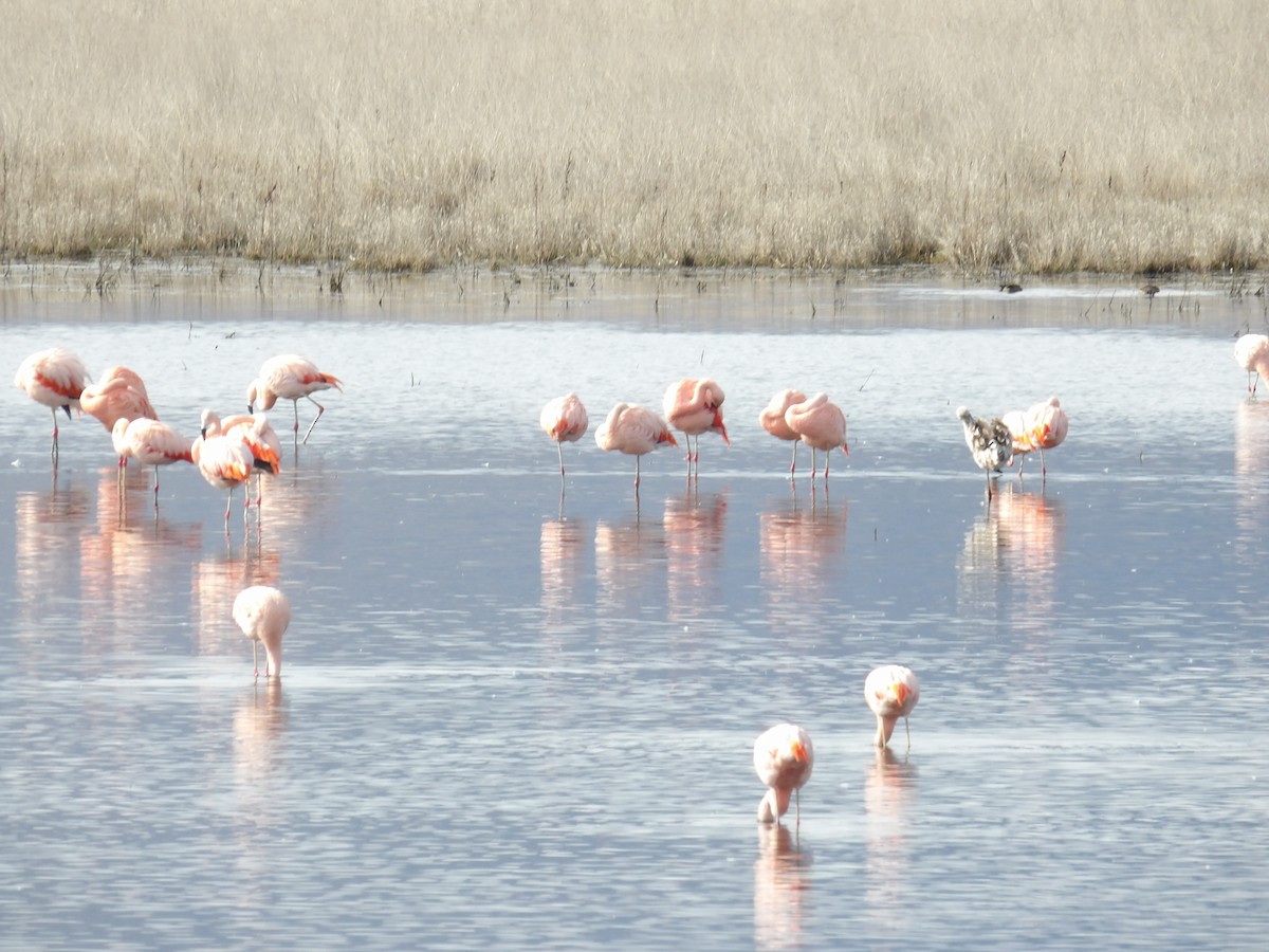Chilean Flamingo - ML173376391